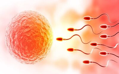 IUI – Intra Uterine Insemination