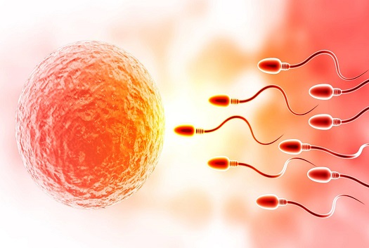 IUI – Intra Uterine Insemination